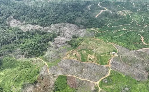 Featured image: Dosen Unusa Soroti Isu Deforestasi: Peran Negara dalam Menentukan Masa Depan Hutan Indonesia