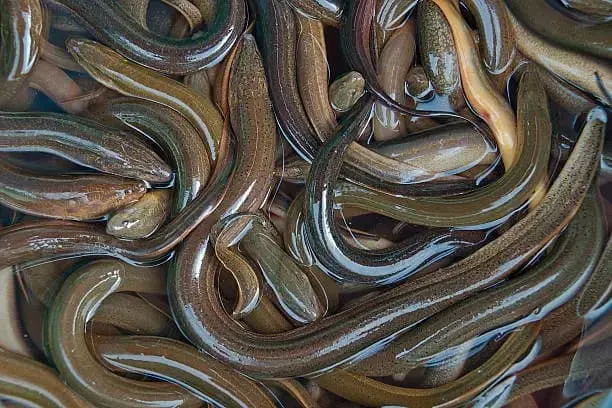Foto pendukung: Belut Air Tawar: Sumber Gizi Tinggi yang Perlu Dibatasi Konsumsinya, Ini Alasan Ahli dari UM Surabaya