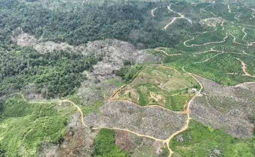 Sampul: Dosen Unusa Soroti Isu Deforestasi: Peran Negara dalam Menentukan Masa Depan Hutan Indonesia