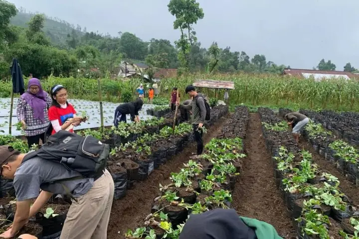 Sampul: Dosen Unsoed Berikan Pelatihan Ramah Lingkungan untuk Petani Stroberi di Desa Serang
